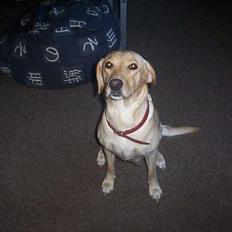 Labrador retriever Dina
