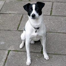 Dansk svensk gaardhund Bosco