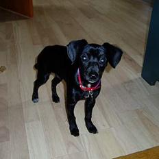 Blanding af racer Cirkeline