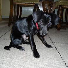 Blanding af racer Cirkeline