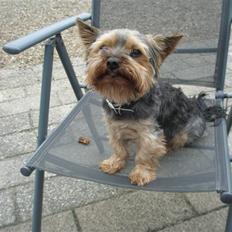 Yorkshire terrier Futte         "RIP"