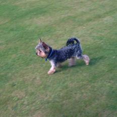 Yorkshire terrier Futte         "RIP"