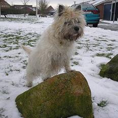 Cairn terrier Chanelle