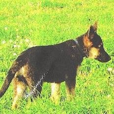 Schæferhund Lion - SAVN :'(