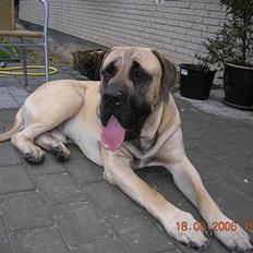 Mastiff Basse