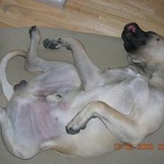 Mastiff Basse