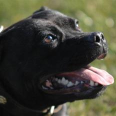 Staffordshire bull terrier Yasmin