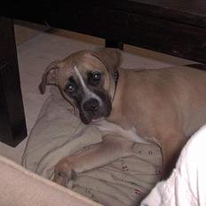 Amerikansk bulldog xena