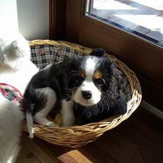 Cavalier king charles spaniel Nanna