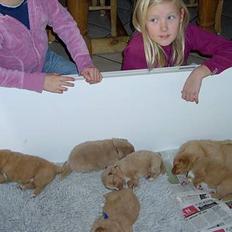 Nova scotia duck tolling retriever Tolling Indians Starwalker Dabbe