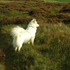 Blanding af racer Bailey