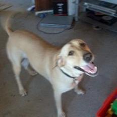 Labrador retriever Daisy