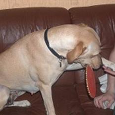 Labrador retriever Daisy