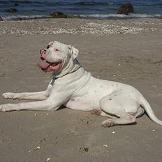 Blanding af racer Tyson.   R.I.P