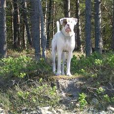 Blanding af racer Tyson.   R.I.P