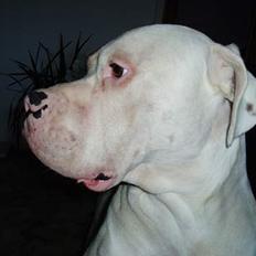 Blanding af racer Tyson.   R.I.P