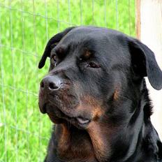 Rottweiler Freja (2011)
