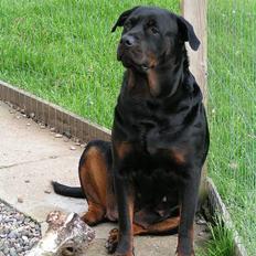 Rottweiler Freja (2011)