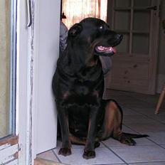 Rottweiler Freja (2011)
