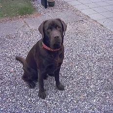 Labrador retriever Carlos