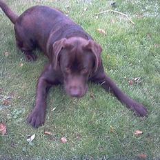 Labrador retriever Carlos