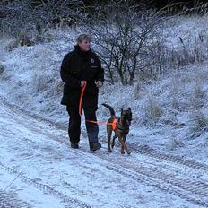 Malinois Tikki (Daneskjold Pippi) * DØD *