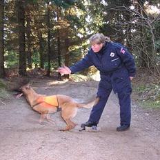 Malinois Tikki (Daneskjold Pippi) * DØD *