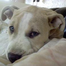 Amerikansk staffordshire terrier obelix