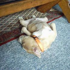 Amerikansk staffordshire terrier obelix