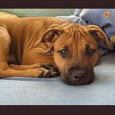 Amerikansk staffordshire terrier Kejser Bastian