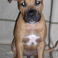 Amerikansk staffordshire terrier Kejser Bastian
