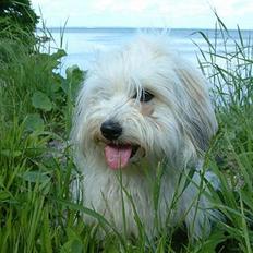 Coton de tulear Luna (R.I.P)