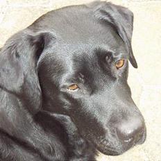 Labrador retriever Laika