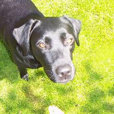 Labrador retriever Laika