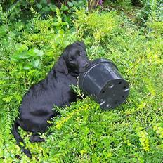 Labrador retriever Luka