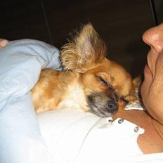 Chihuahua Daisy