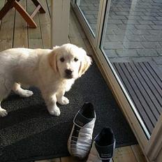 Golden retriever Oliver 