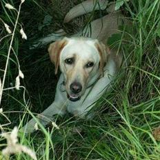 Labrador retriever Liva