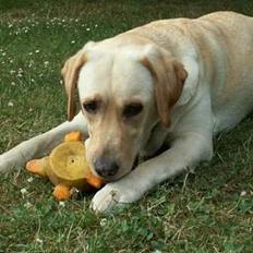 Labrador retriever Liva