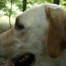 Labrador retriever Liva