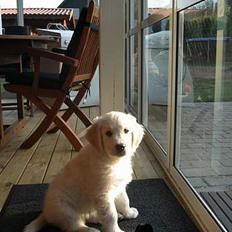 Golden retriever Oliver 