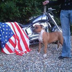 Amerikansk staffordshire terrier Tovdal KAISER WILHELM