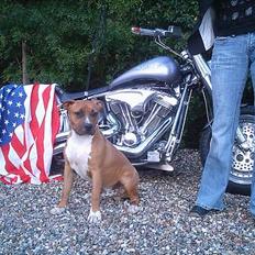 Amerikansk staffordshire terrier Tovdal KAISER WILHELM