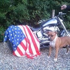 Amerikansk staffordshire terrier Tovdal KAISER WILHELM