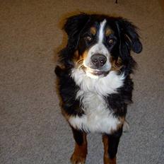 Berner sennenhund Bernhard