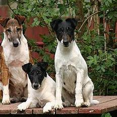 Glathåret foxterrier Egelykke Laura