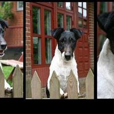 Glathåret foxterrier Egelykke Laura