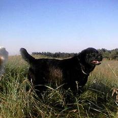 Blanding af racer Guffi  (Død)