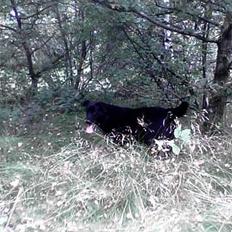 Blanding af racer Guffi  (Død)