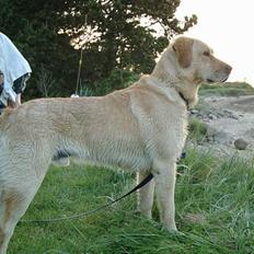 Blanding af racer Balou (Modt. t. parring)